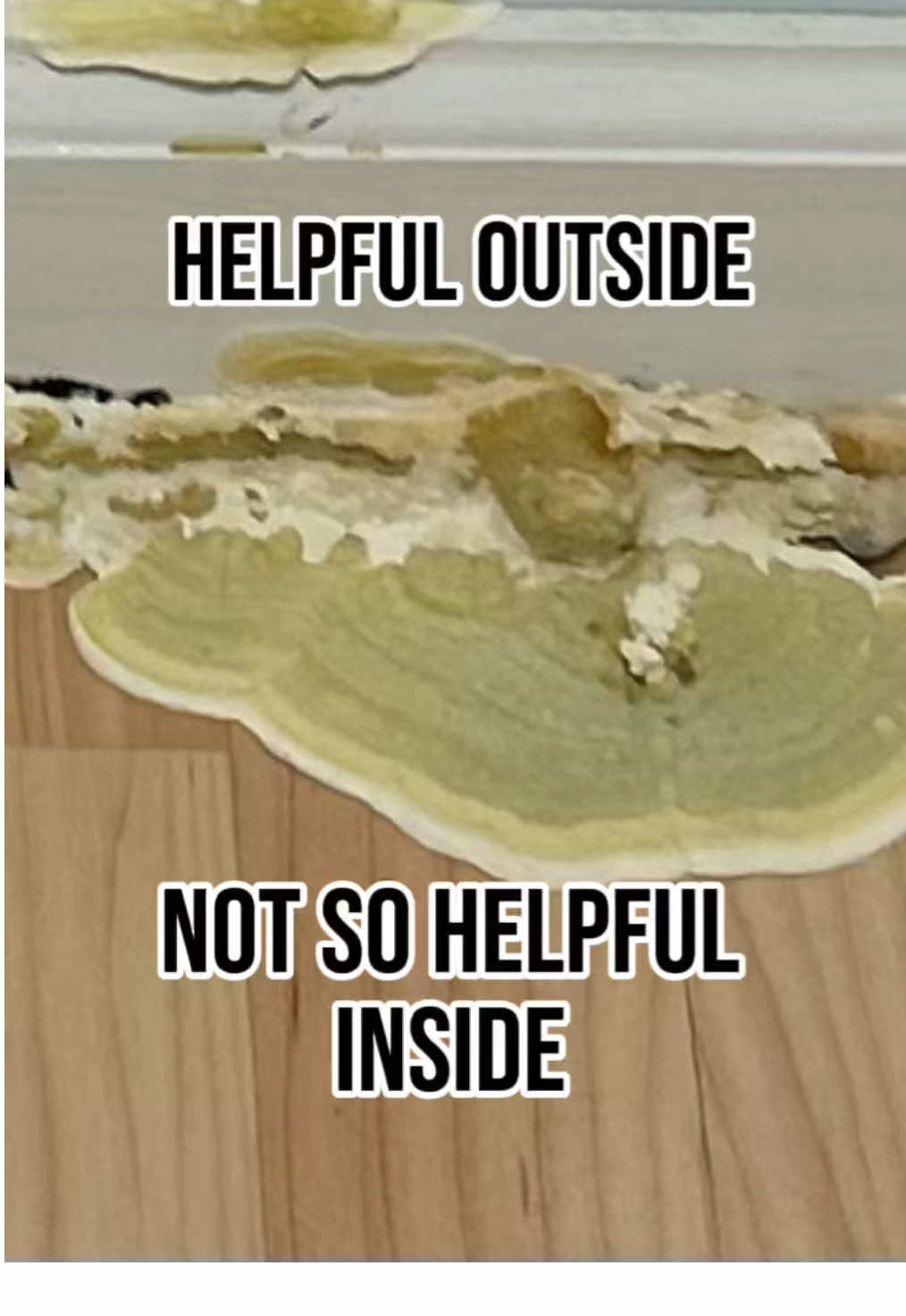 @Long Island Mold Guy