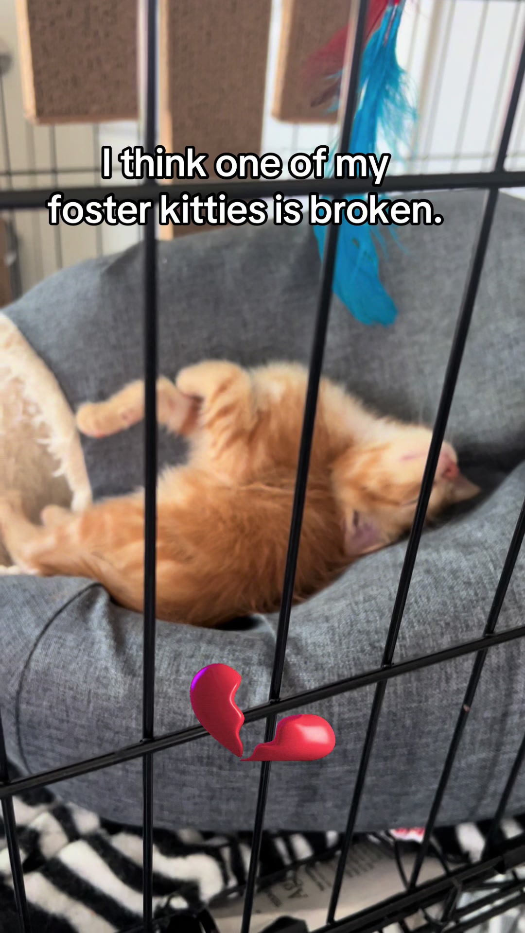 @🐾 Tracy & Katie 🐾