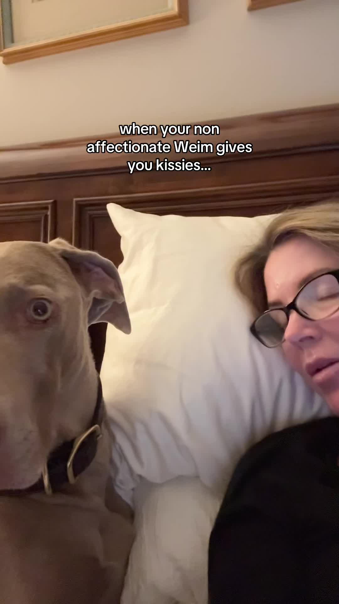 @Zoey the Weim