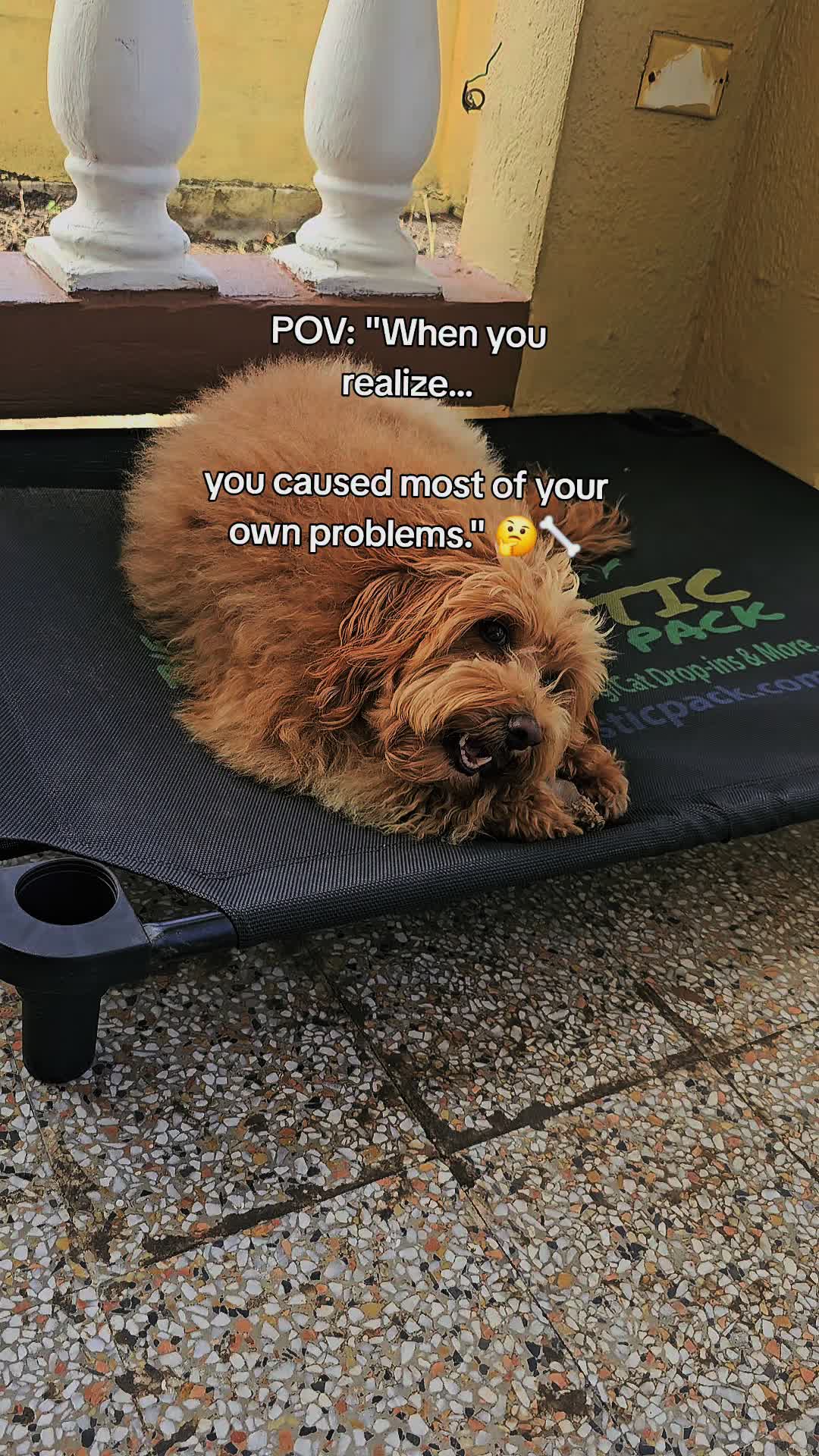 @MixedPetCollective