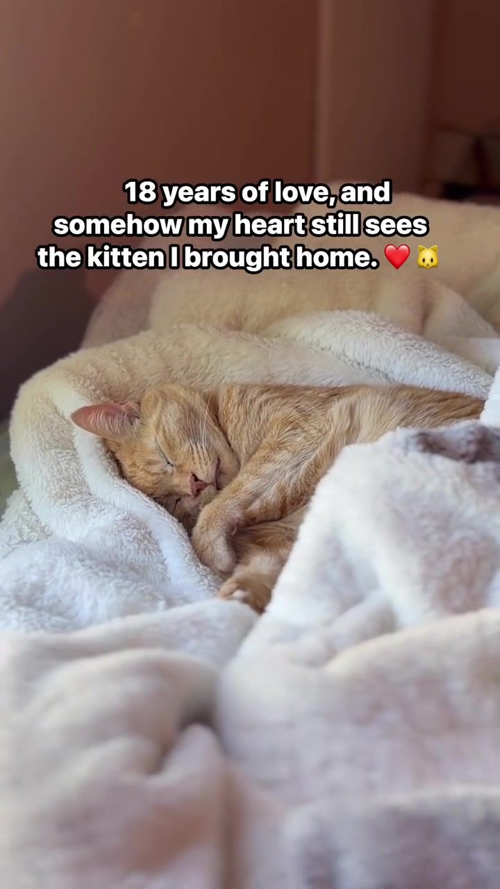 @POLLITO CAT
