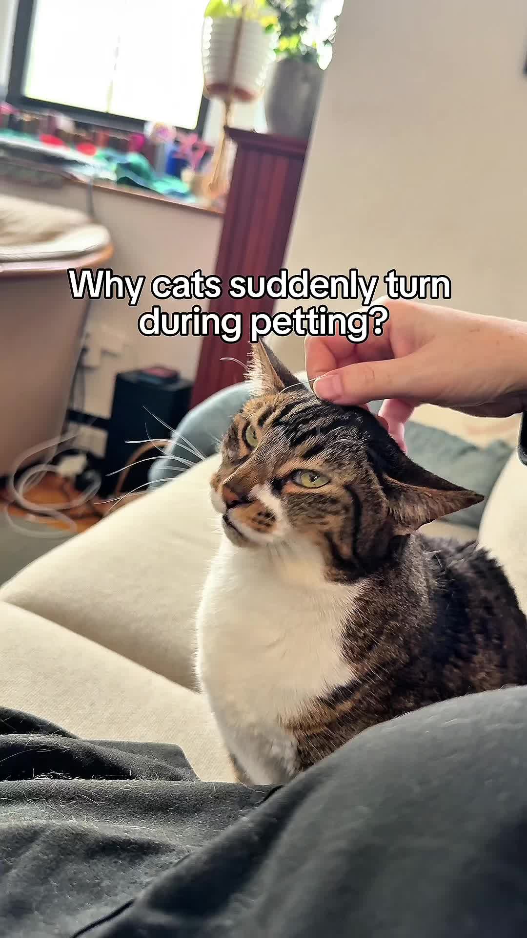 @Auntie Julie - The Cat Sitter
