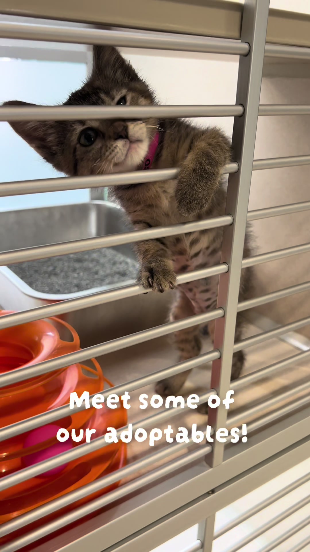 @San Antonio Humane Society