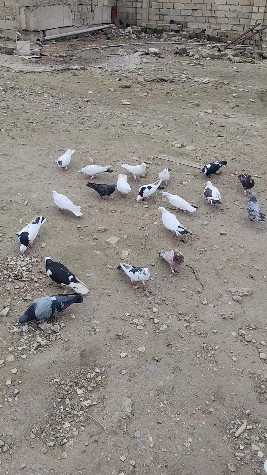 @𖤓𝐍𝐔𝐑𝐋𝐀𝐍𖤓&sup3;&sup3;