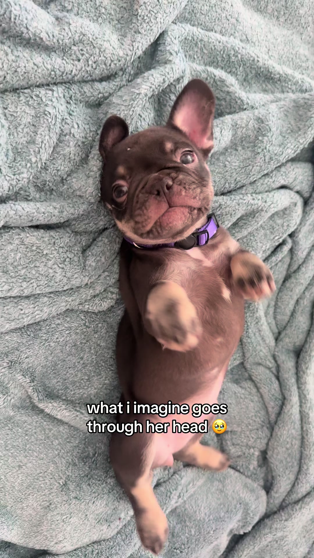 @frenchiesofvegas