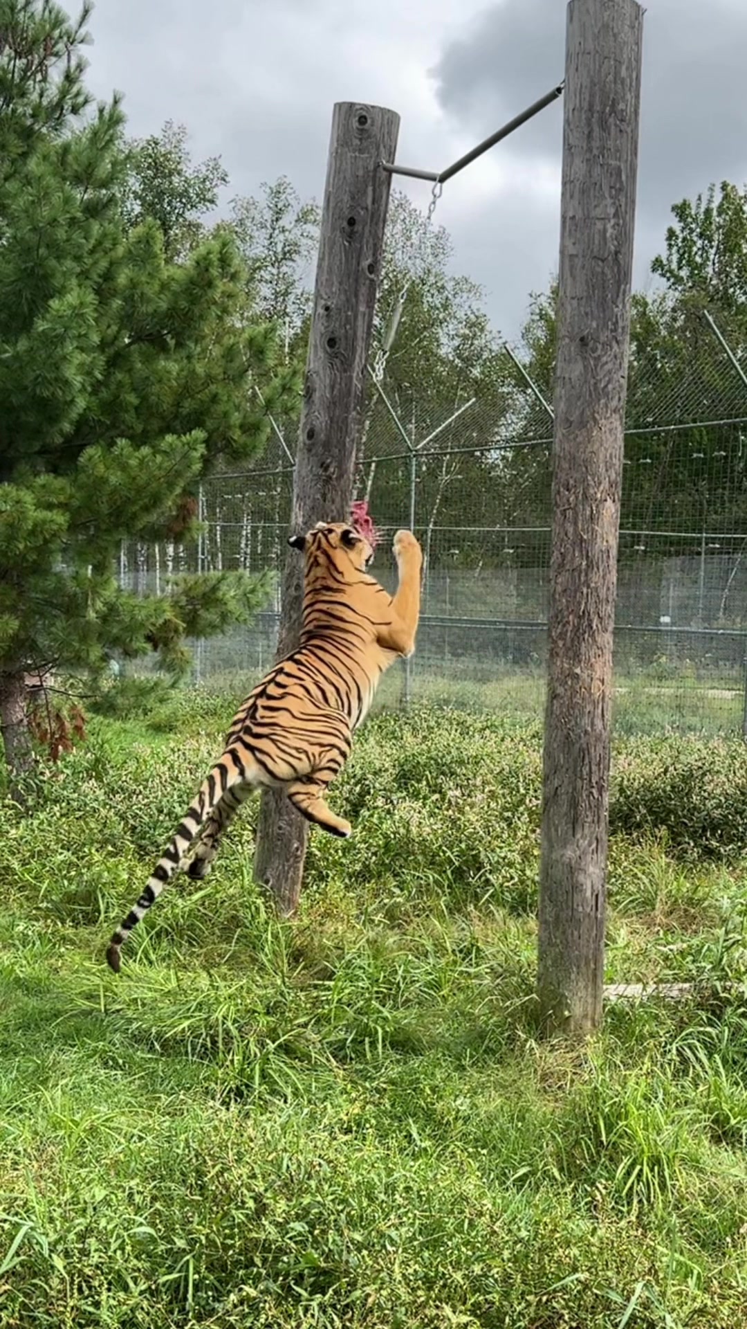 @The Wildcat Sanctuary