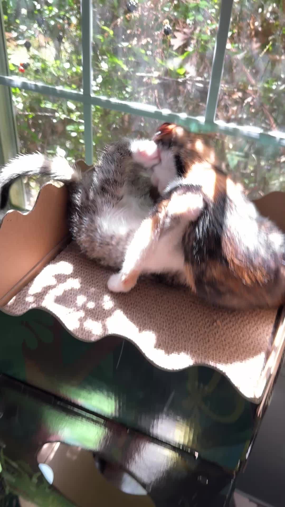 @Chaos and Cats