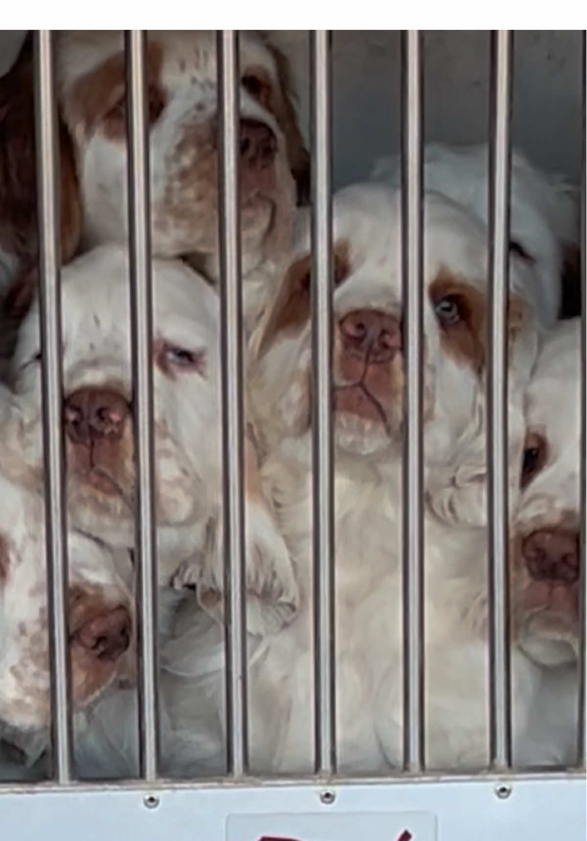 @Rainsway Clumber Spaniels