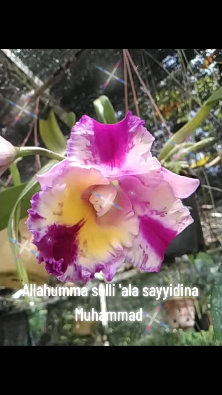 @Suhainah_Zakaria🕋🌴