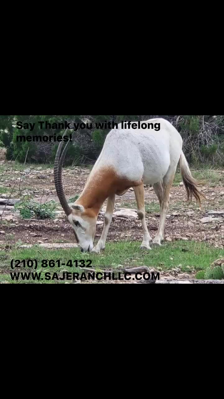 @SAJERanch