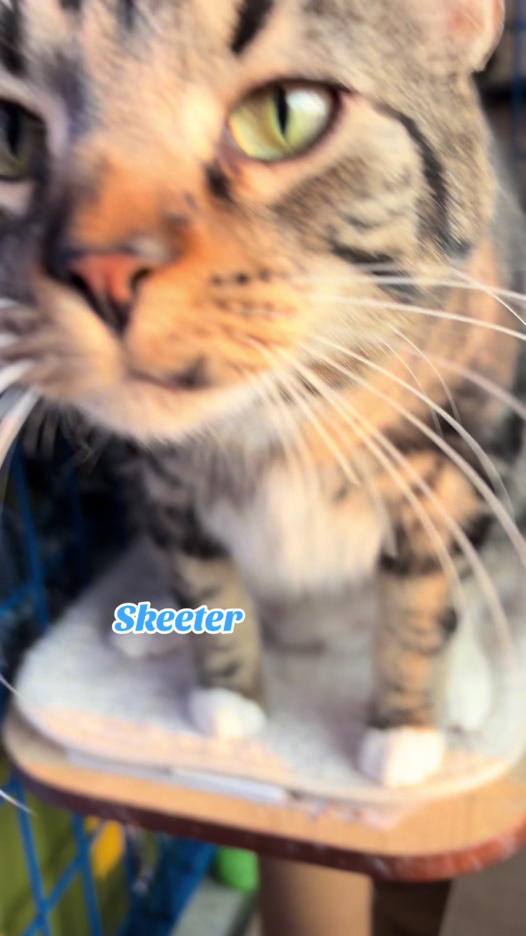 @Kovu’s Kitties