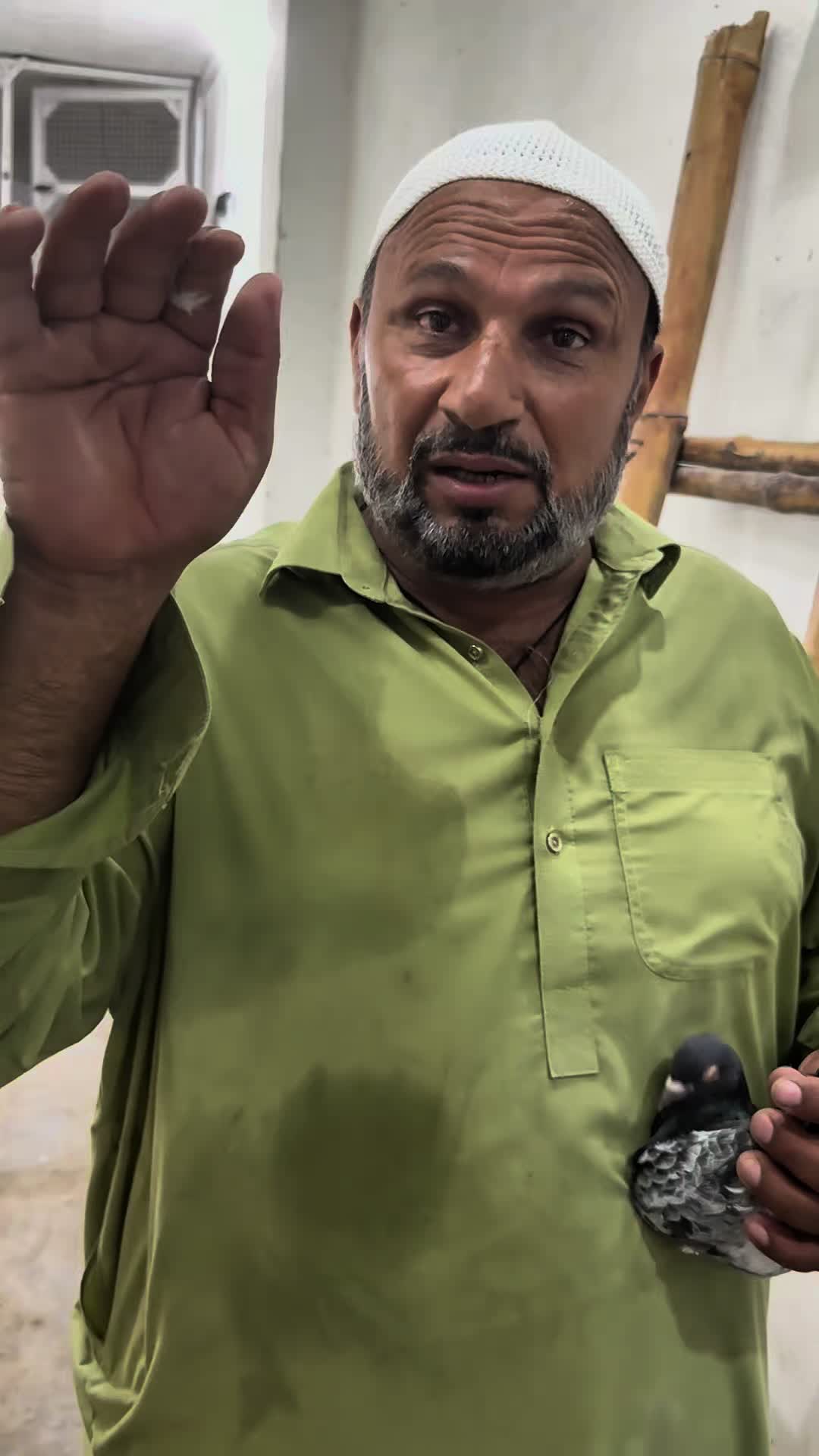 @Lahore Pigeon