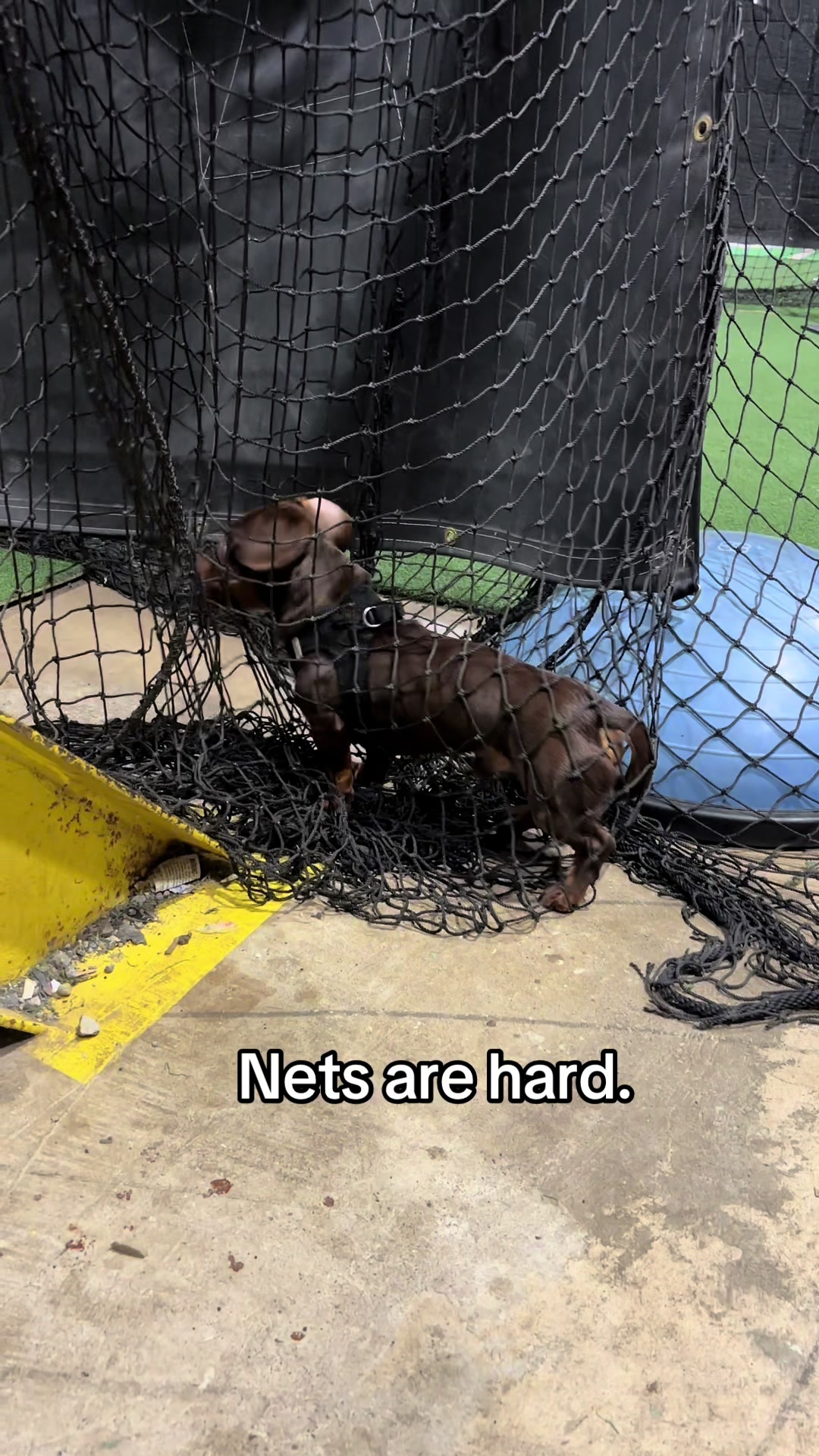 @Willie the Wiener Dog