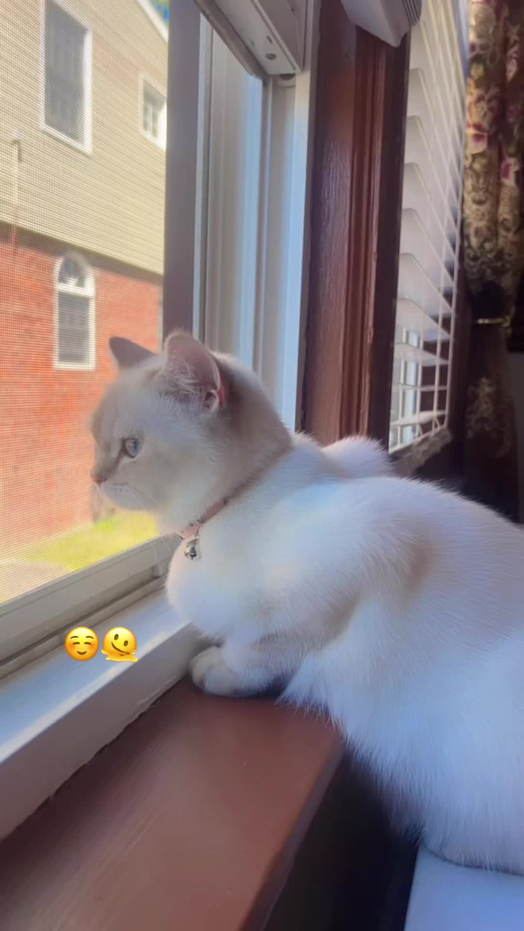 @🕊️