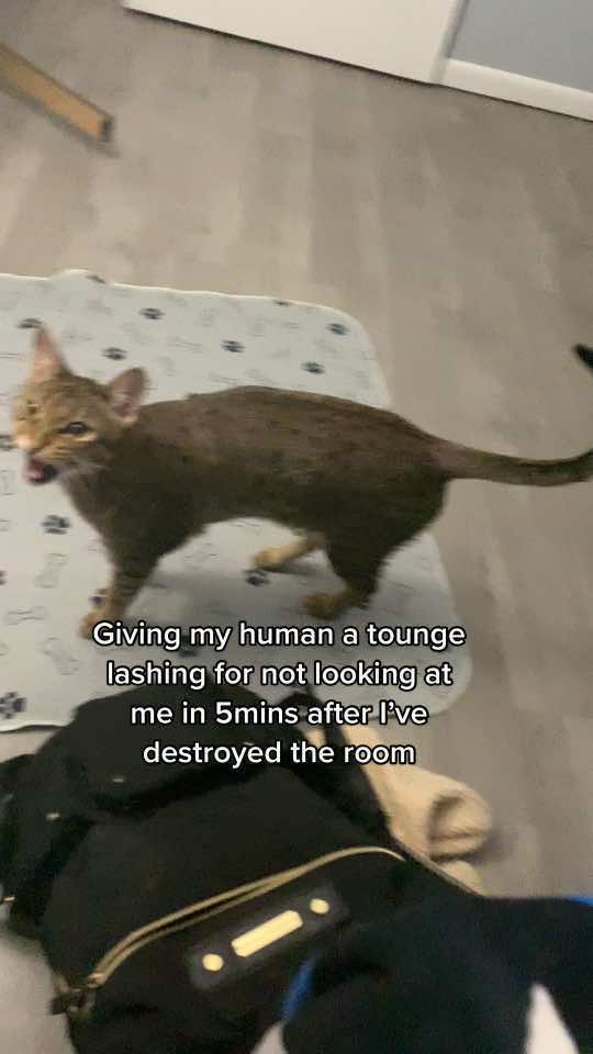 @Atlas the Cat