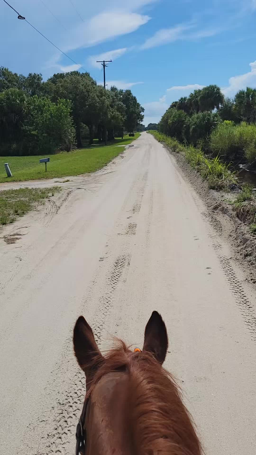 @Flhorselife772