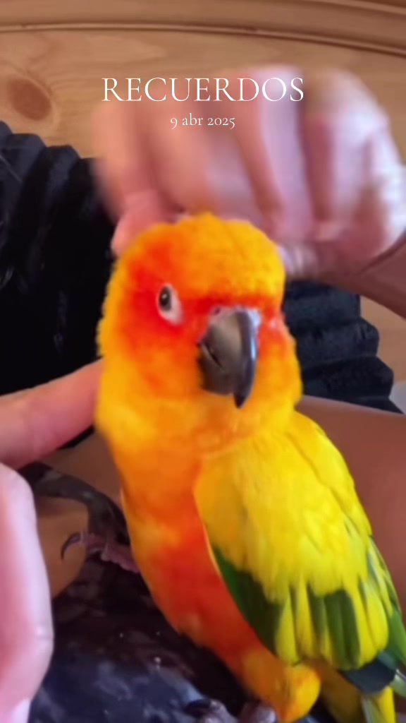 @Suncheepo🦜