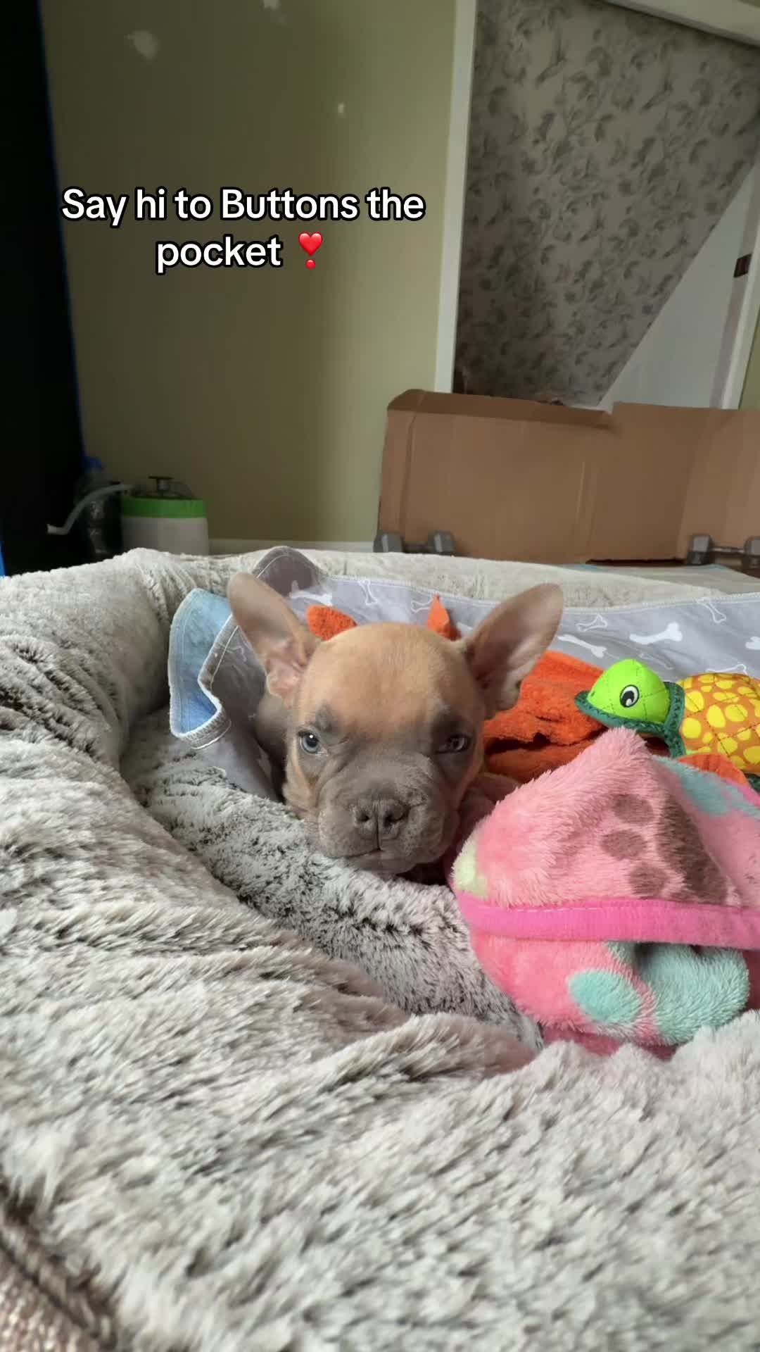 @Developementalmind