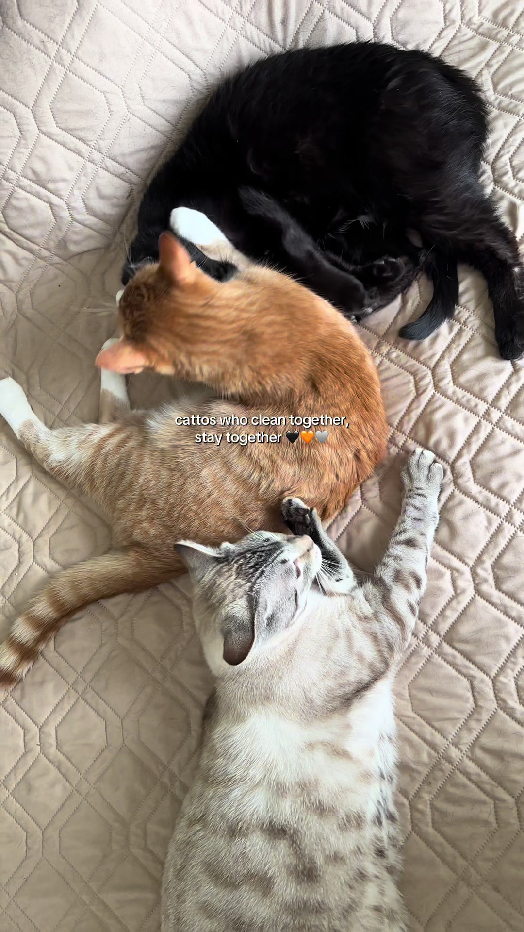 @furtastic4cats