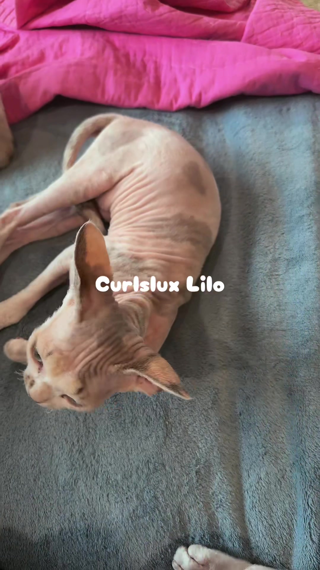 @Curlslux cattery!!🇺🇸