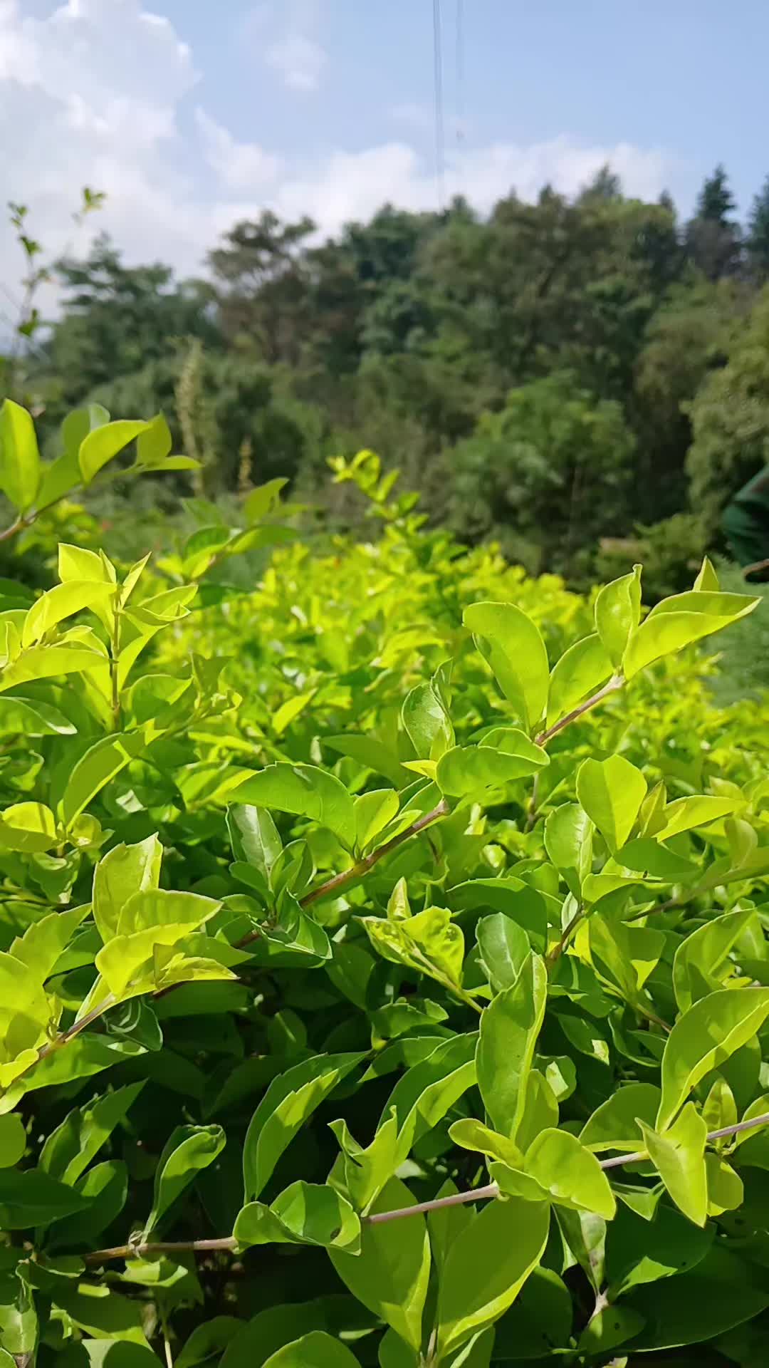 @Rakshya Maharjan