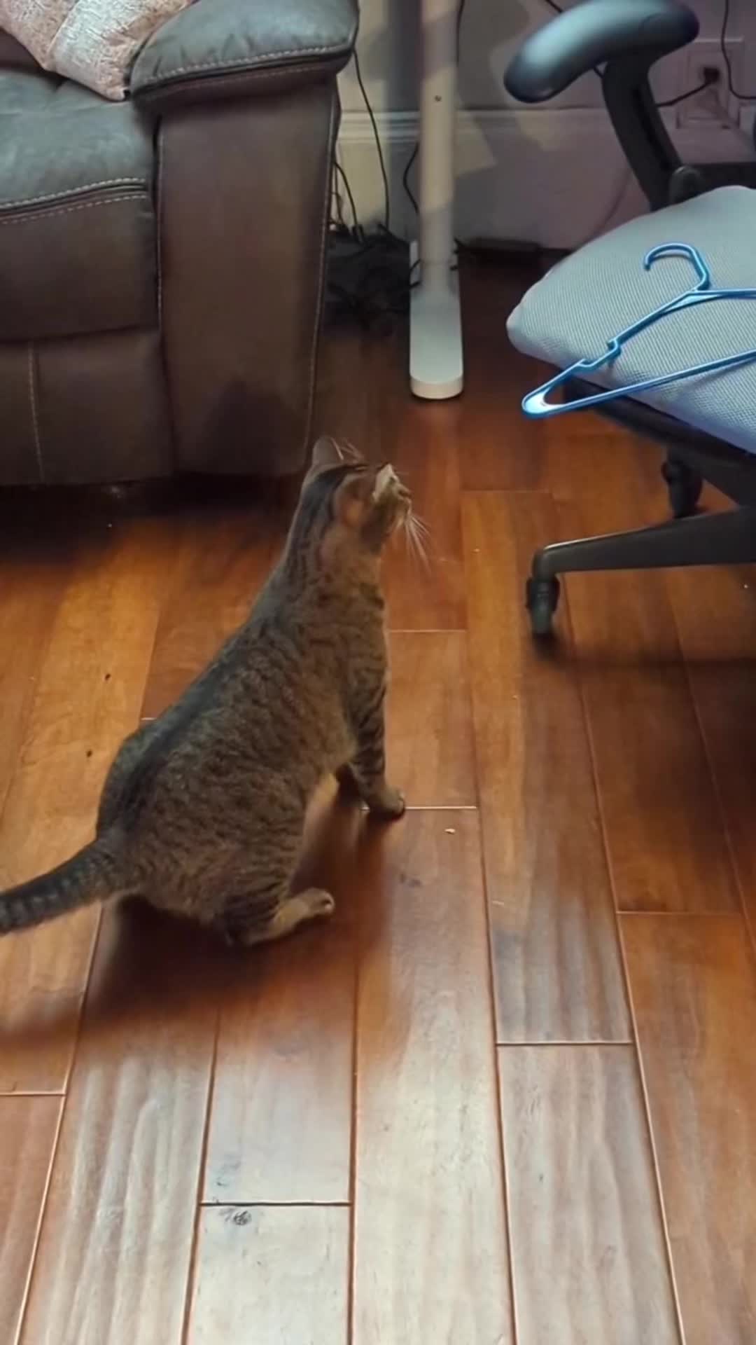 @cat moment