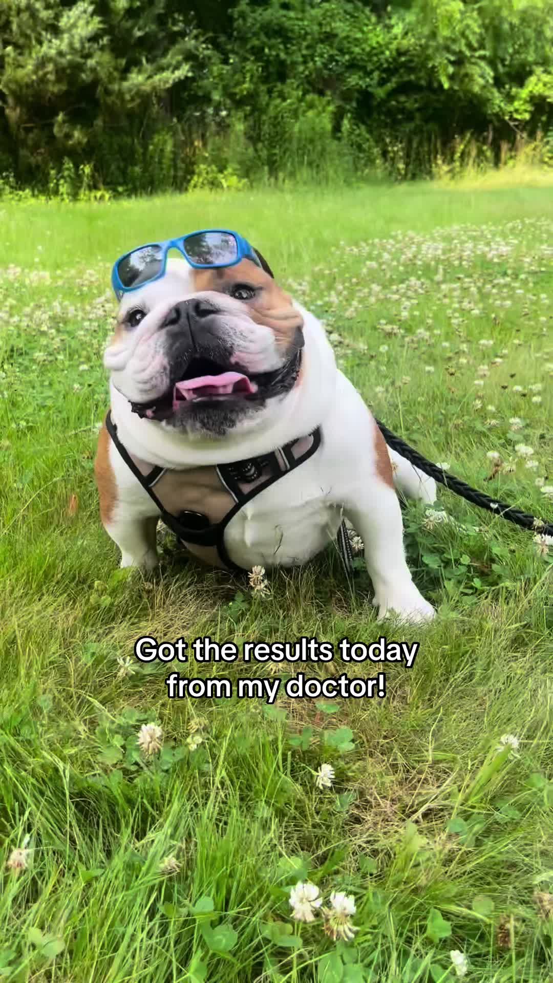 @Stubby The Bulldog
