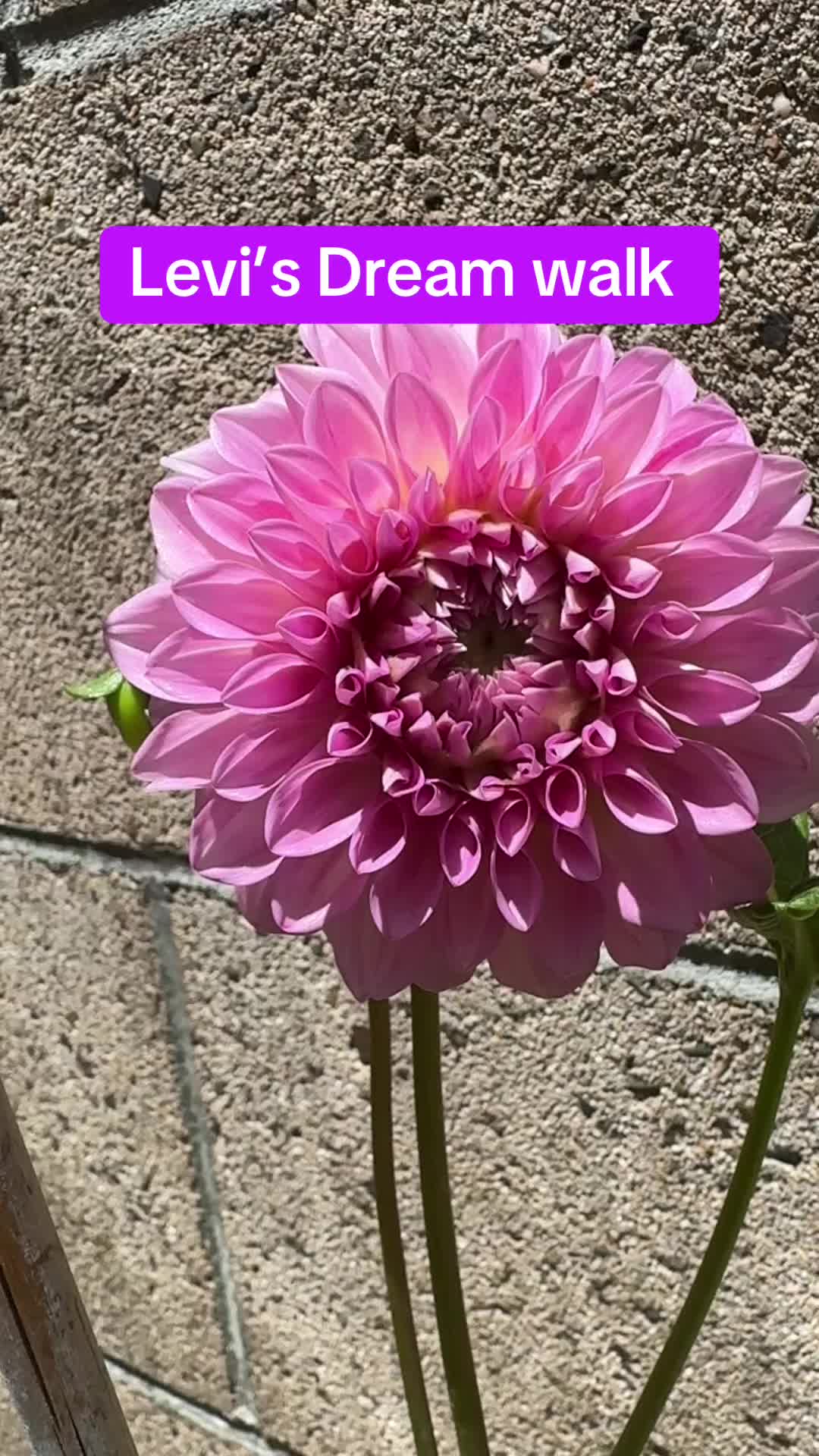 @Rylee&rsquo;s Blooms