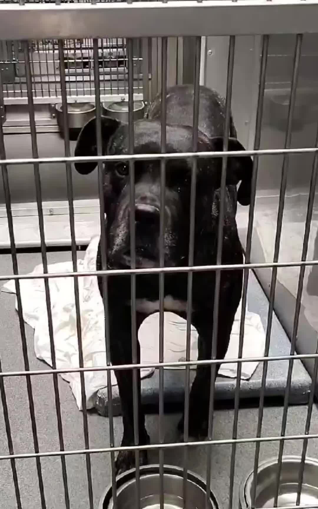 @Cane Corsos