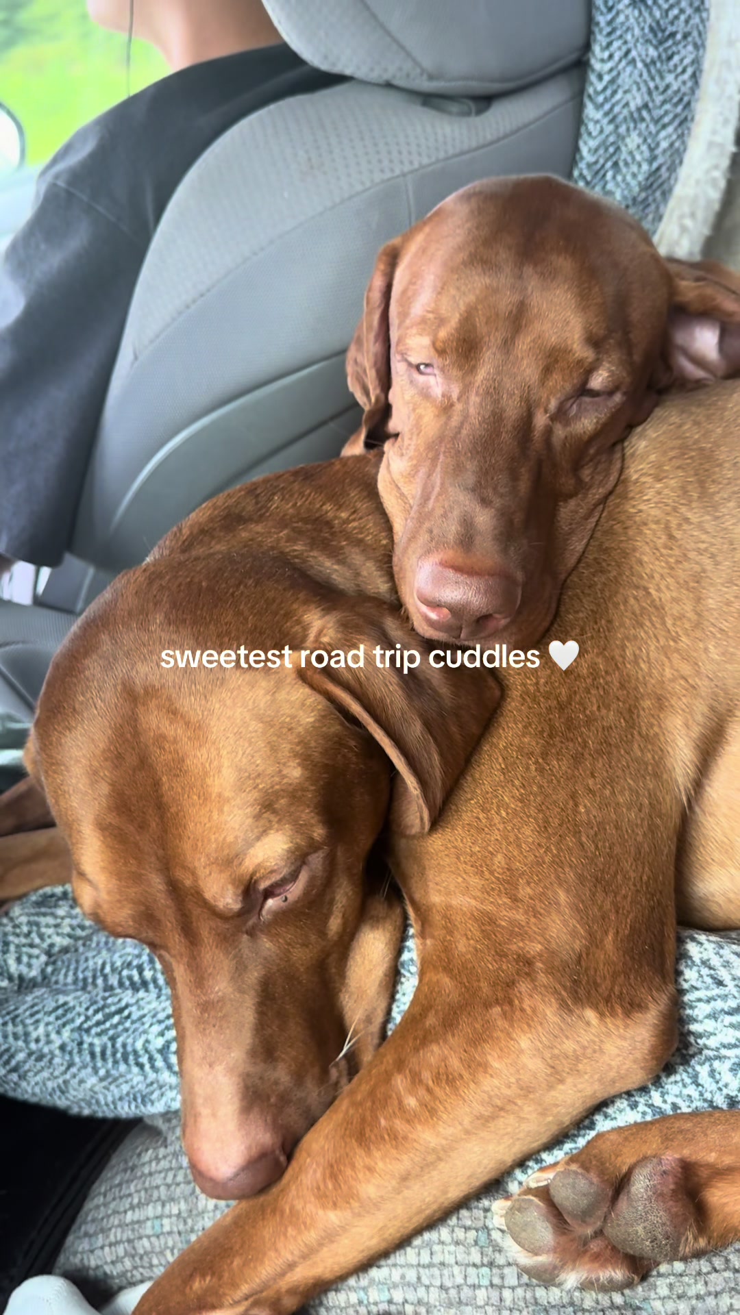 @Tycho the vizsla