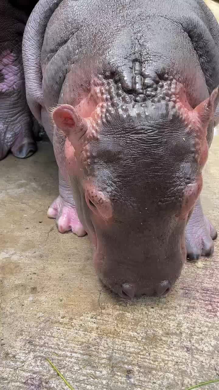 @Hippo