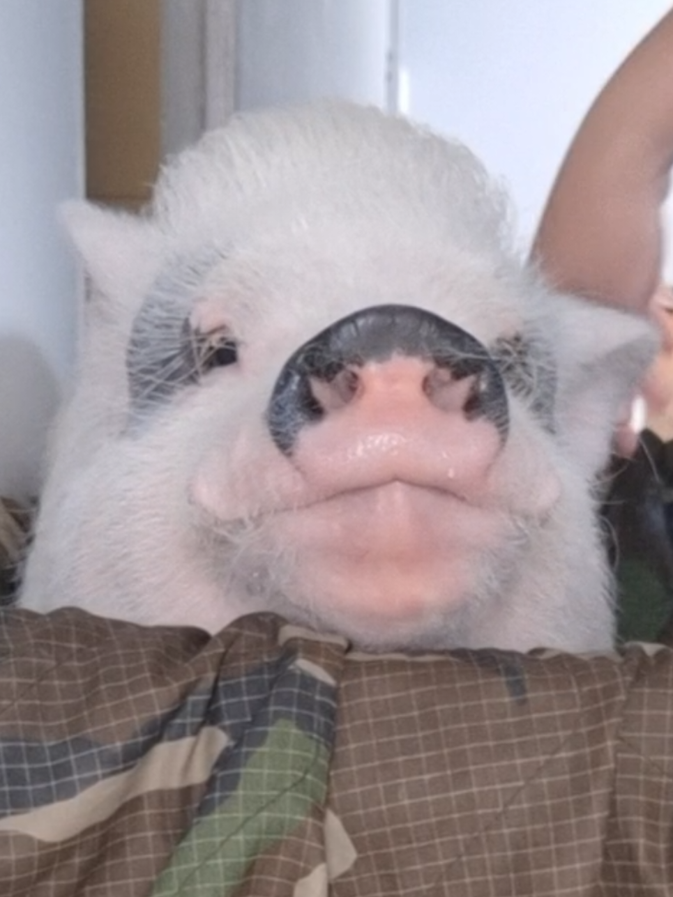 @🐷Ibi.pig🐷