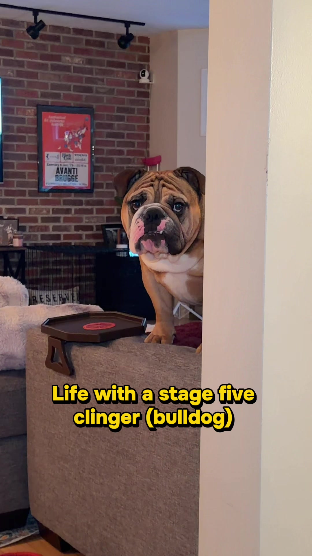 @Thurgood Marshall The Bulldog