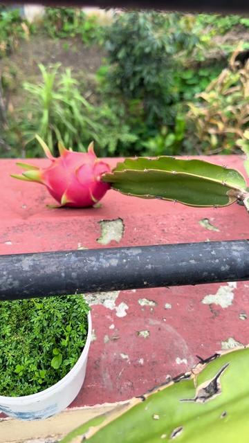 @Adv.Dilip Adhikari