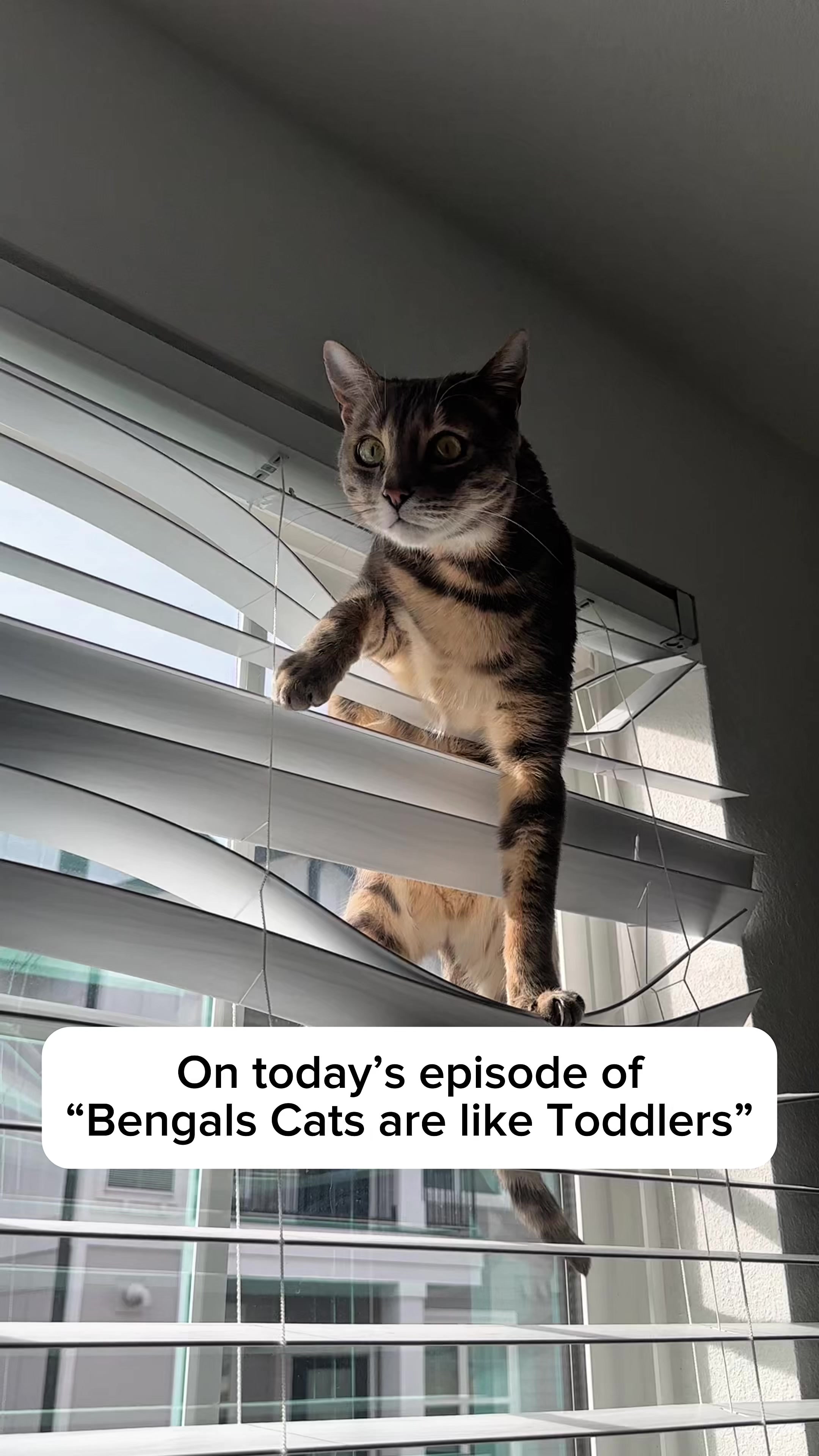 @Mochi the Bengal
