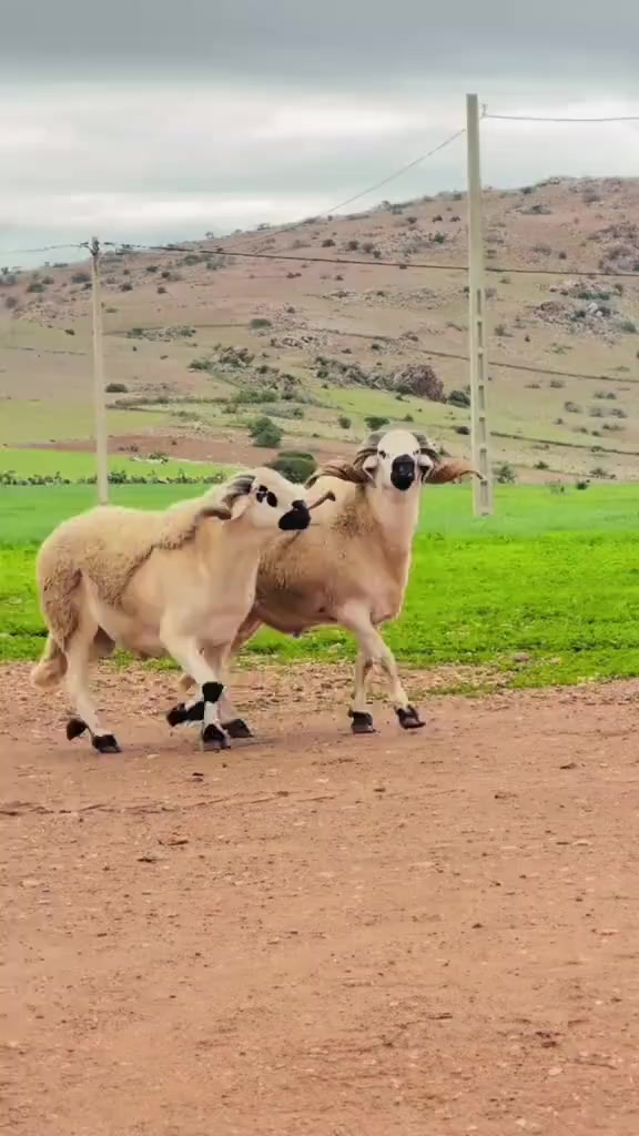 @youssef 46