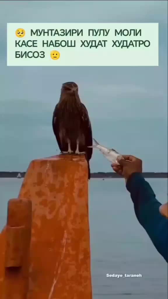 @🌹шамигул🌻давлатова🌹 🌻🌹