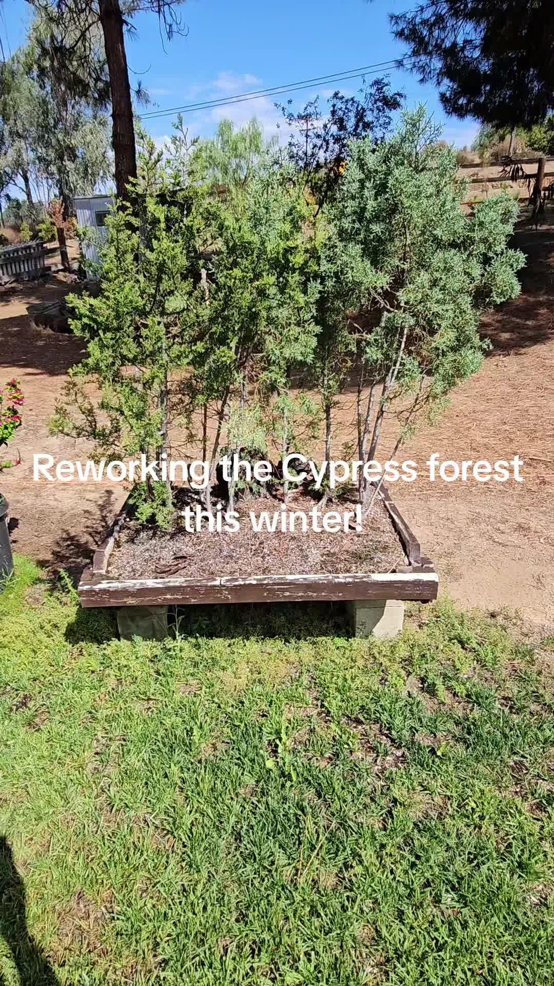 @North County Bonsai