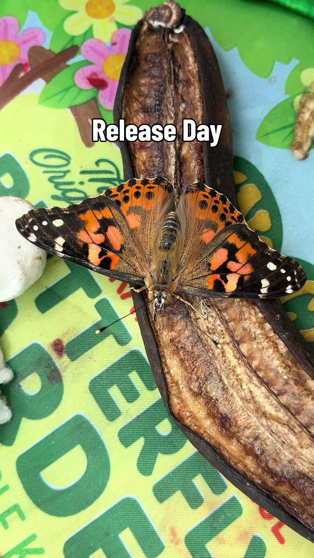 @𝒞𝓁𝒶𝓇𝒶 𝒢🦋