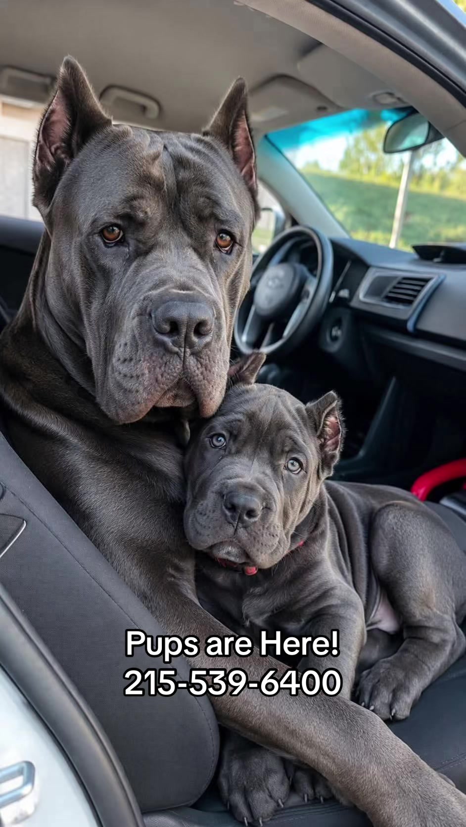 @Ultimate Puppies