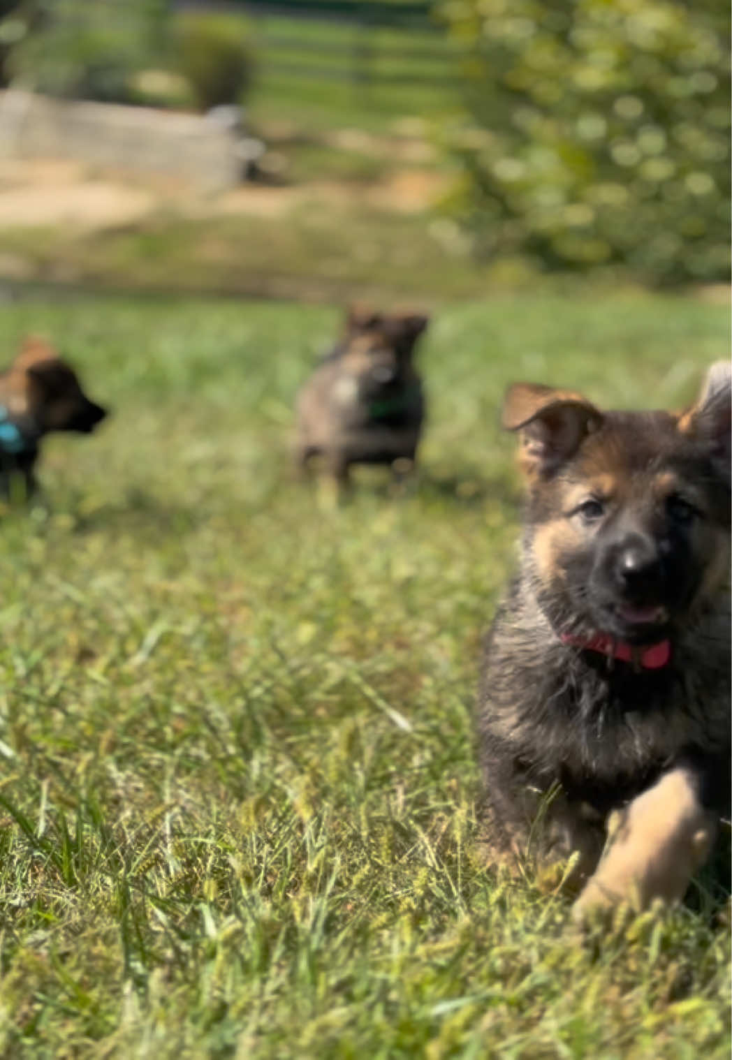 @Protection Dog Sales