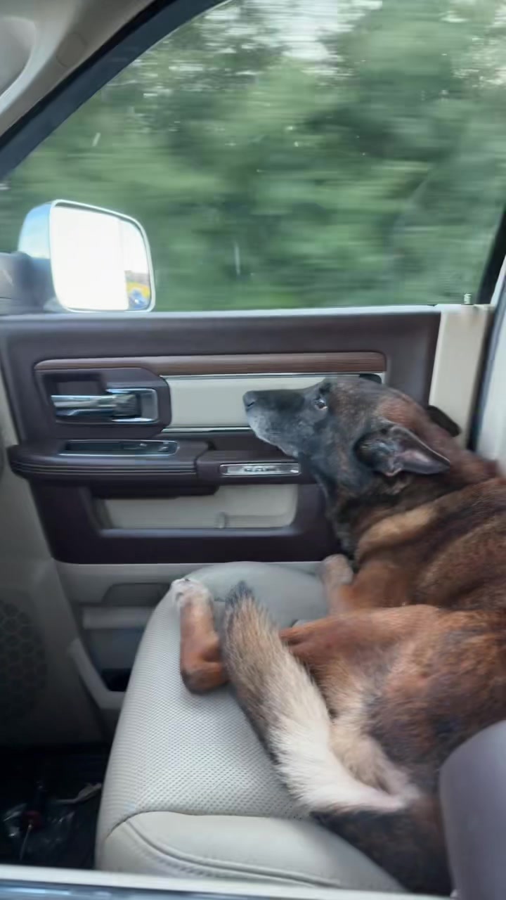 @Ncringdogs