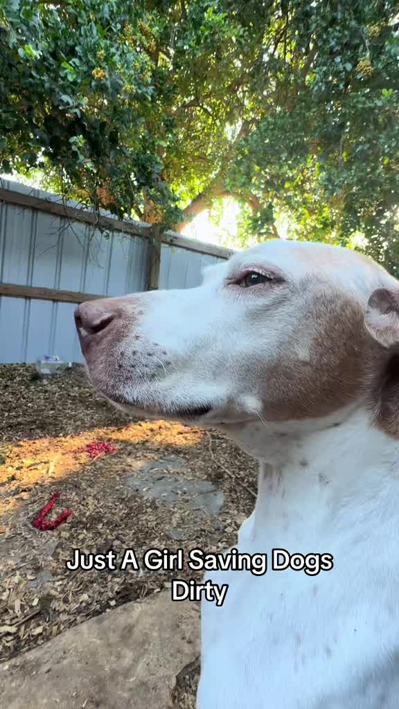 @Just A Girl Saving Dogs