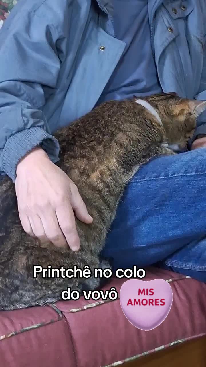 @MagdAmAnimais😾🐶🕊🐅🐍🐢🦜