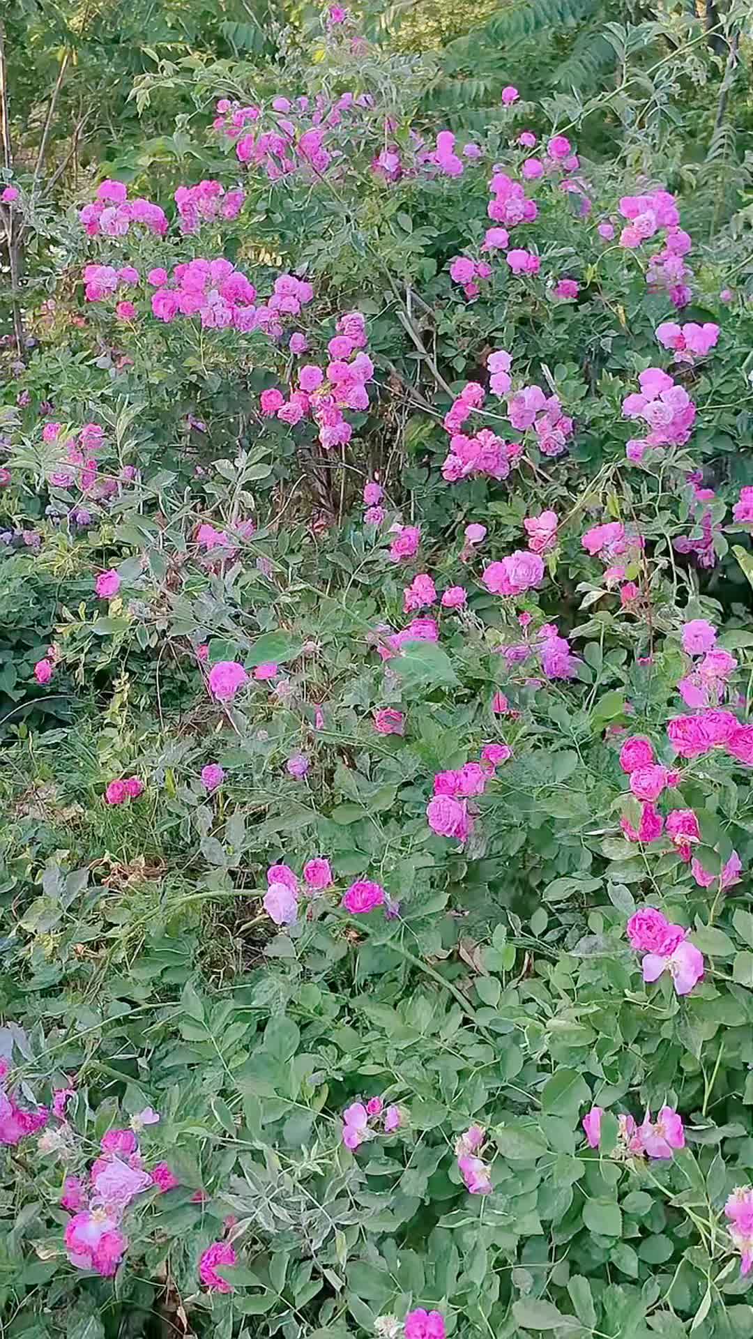 @lrdgdwxpq03212