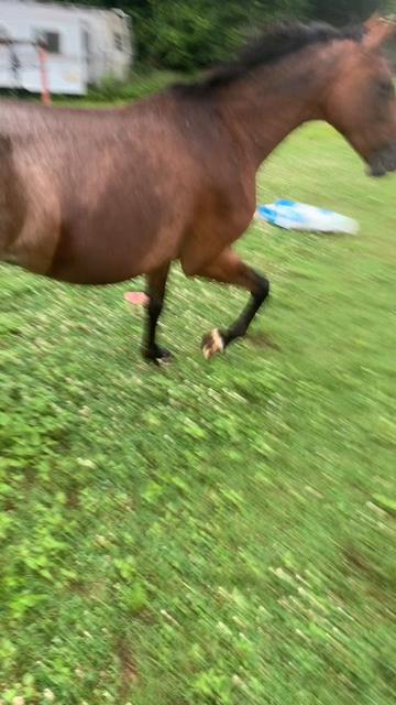 @MrRussellFarms🐴🐴🐴