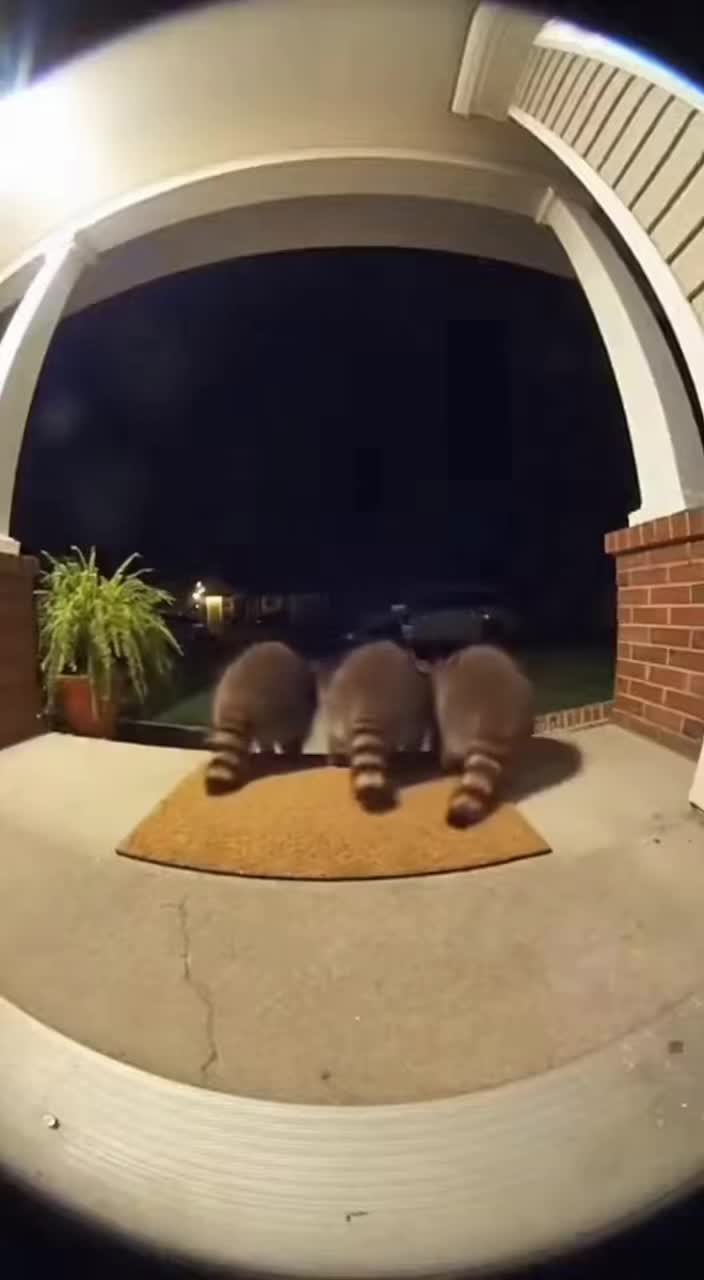 @petsmadnesstv