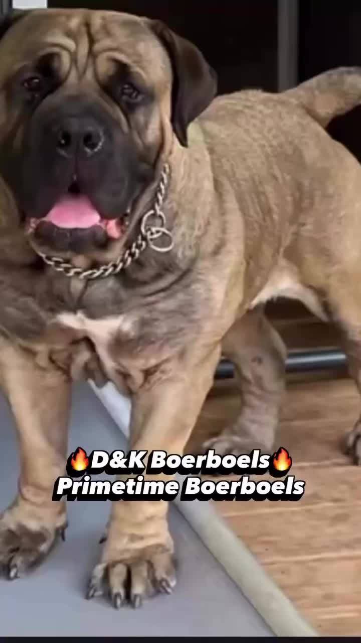 @D&K Boerboels