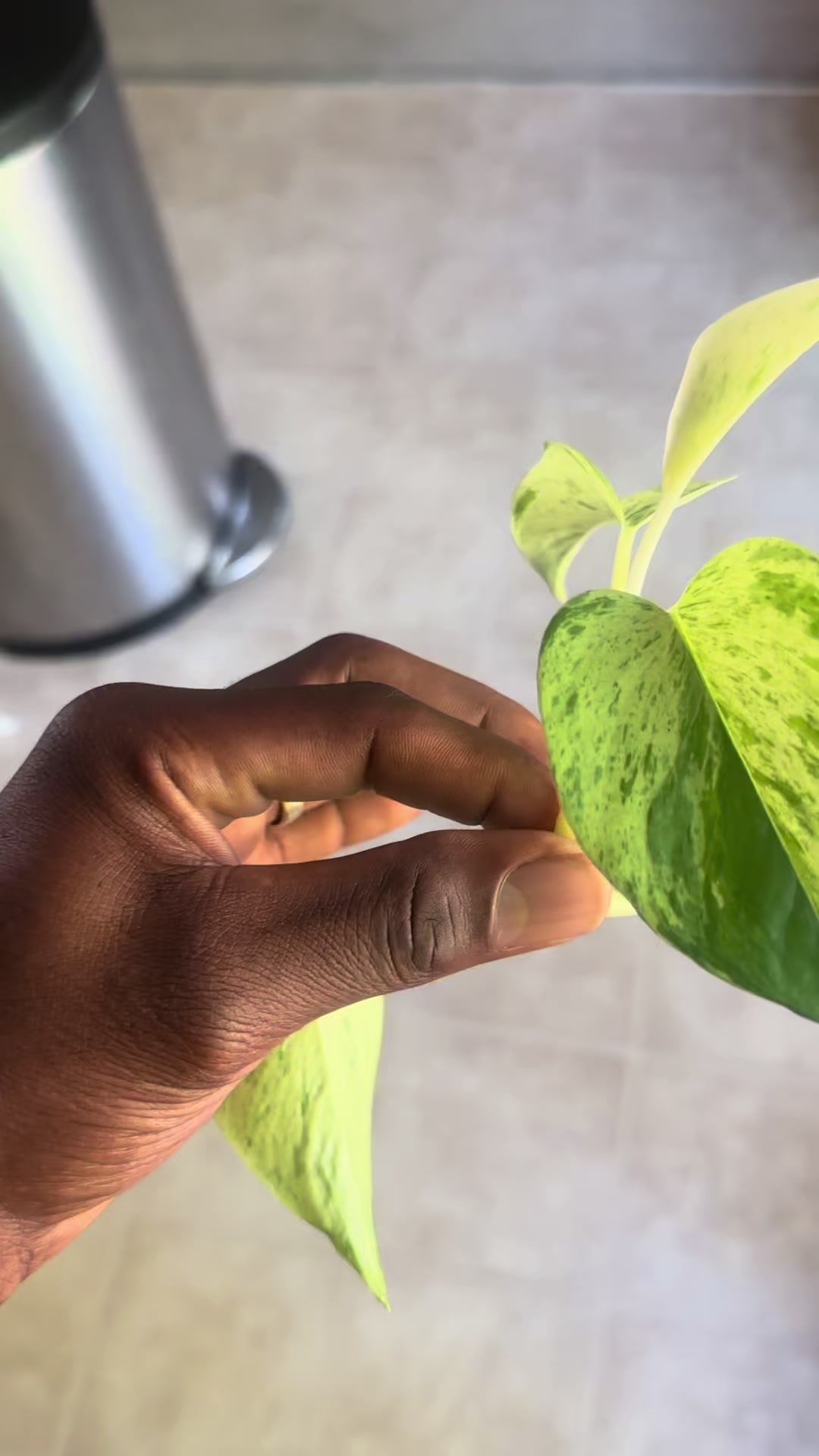 @MoePlantDad