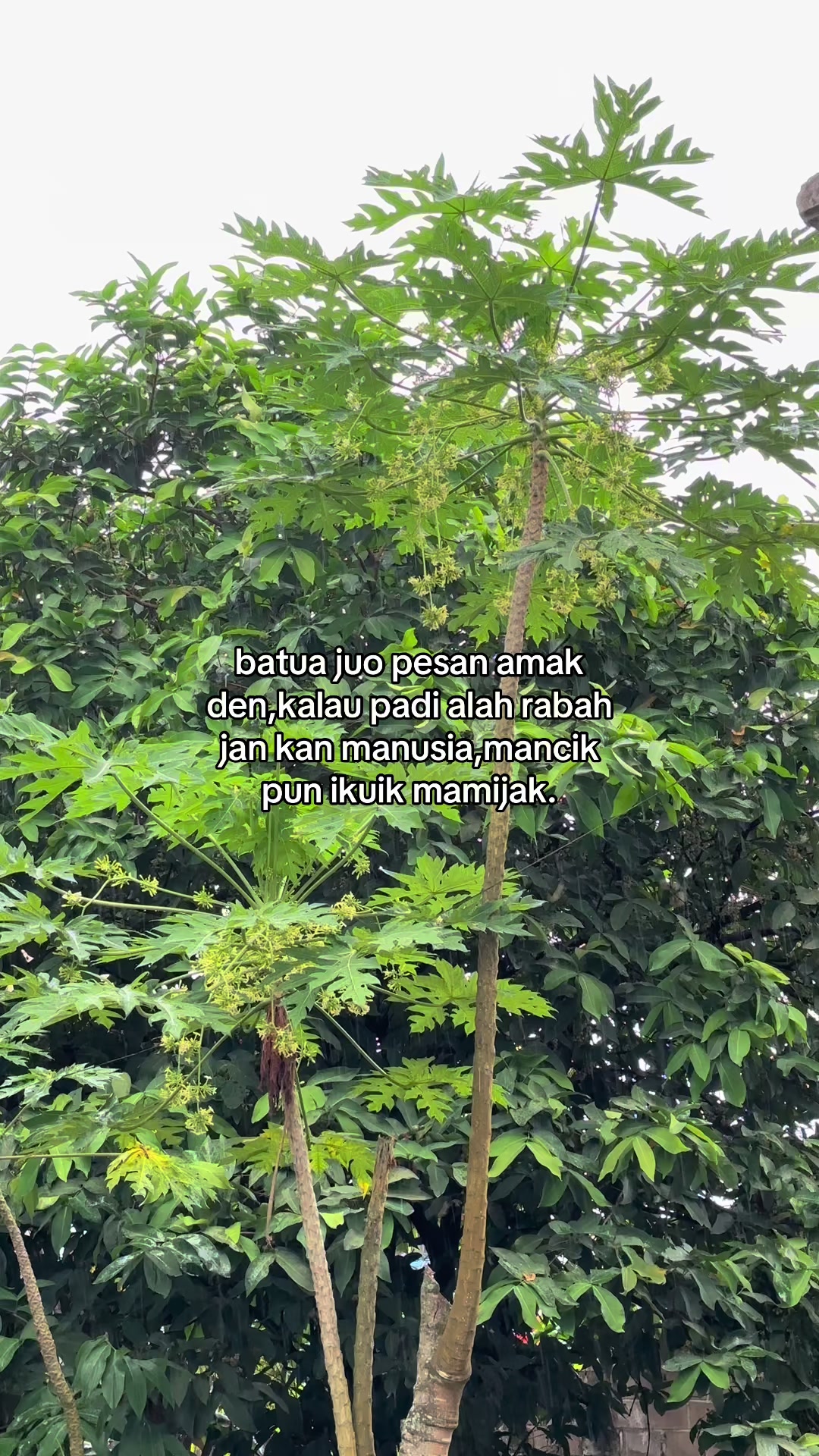 @Muhammad hakim